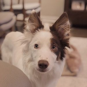 Meet your Posher, Angela